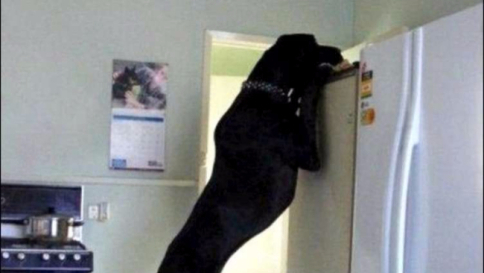 Più alti del frigo, troppo ingombranti sul divano: cani giganti in cerca di coccole