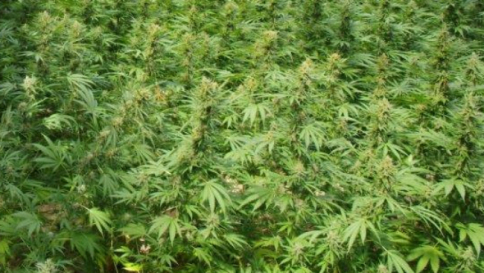Ohio: no a legalizzazione marijuana