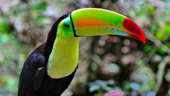 Donnavventura in Belize, tra natura e animali selvaggi