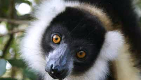 Disboscamento, un progetto italiano "salva" 1.600 ettari di foresta in Madagascar