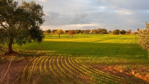 Expo, la Puglia svela le sue eccellenze in un percorso tra luci e sapori