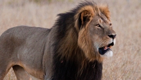 Cecil, il dentista che ha ucciso il leone si difende: "Rispetto le leggi"