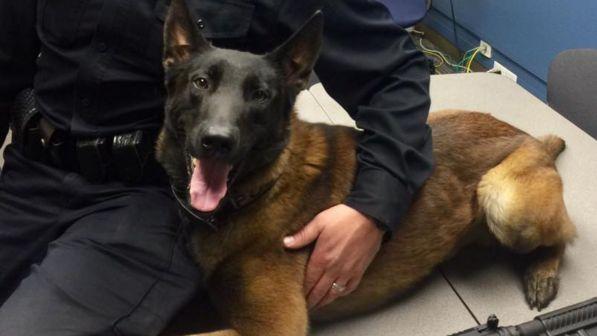 California, agente muore: il suo cane-poliziotto va alla famiglia