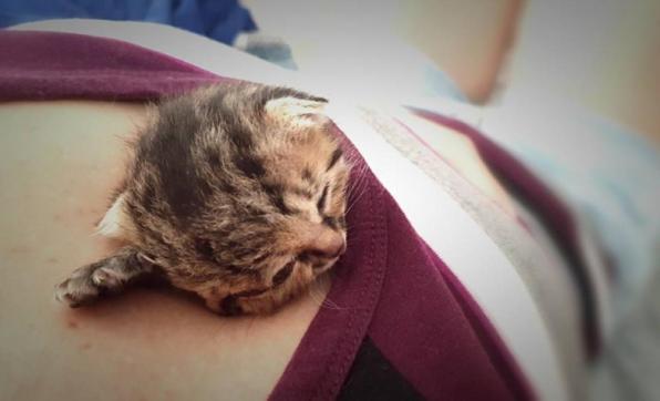 Addio a Bettie Bee, la favola della gattina a due facce non ha avuto un lieto fine