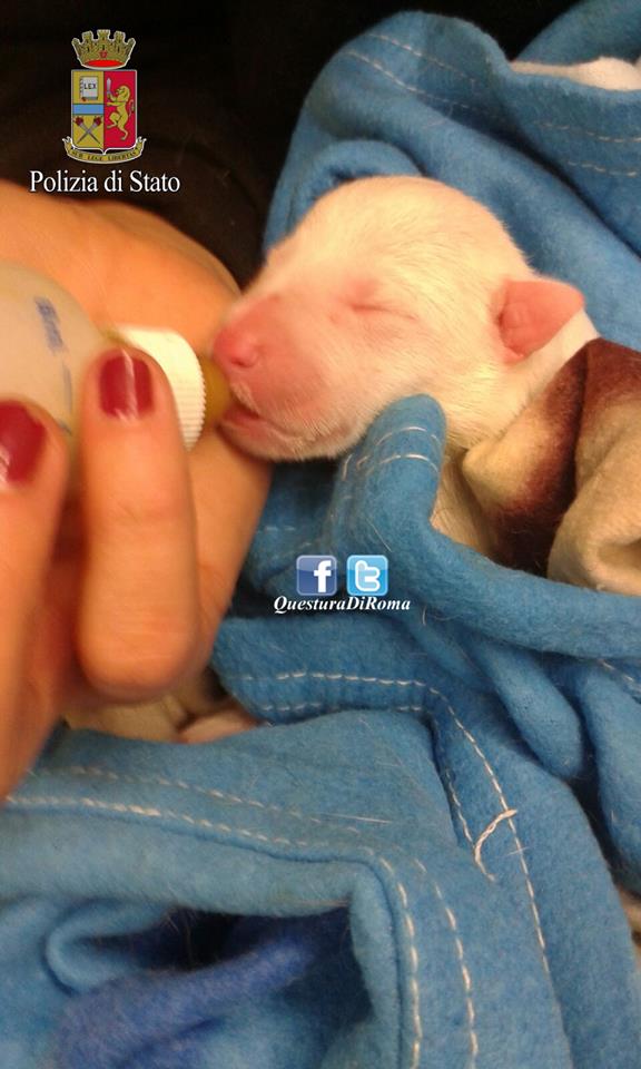 Roma, cuccioli di cane gettati nell'immondizia: polizia ne salva uno