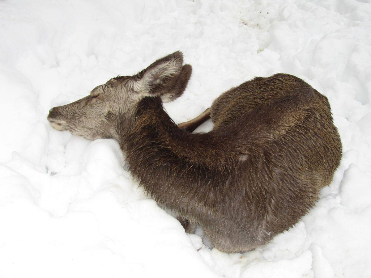 Veneto, la neve di fine inverno "uccide" i cervi: è allarme