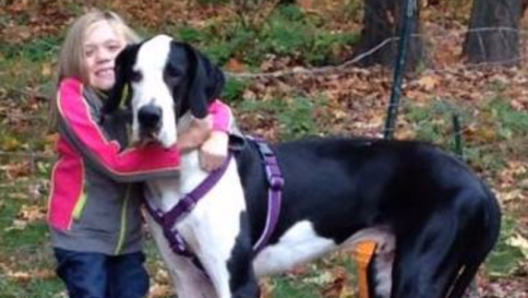 Usa, l'alano George aiuta la bimba disabile a camminare