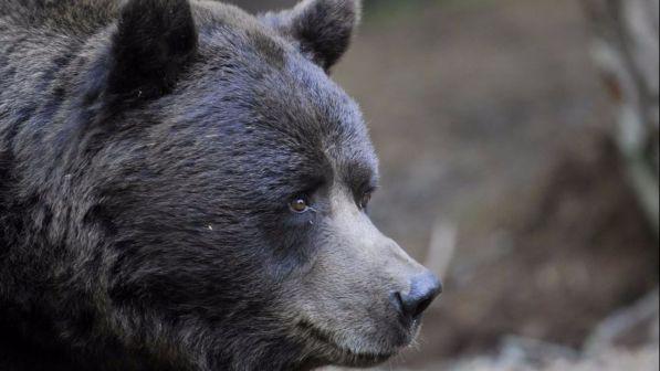 Sondrio piange Orfeo: l'orso della Valtellina è morto a 28 anni