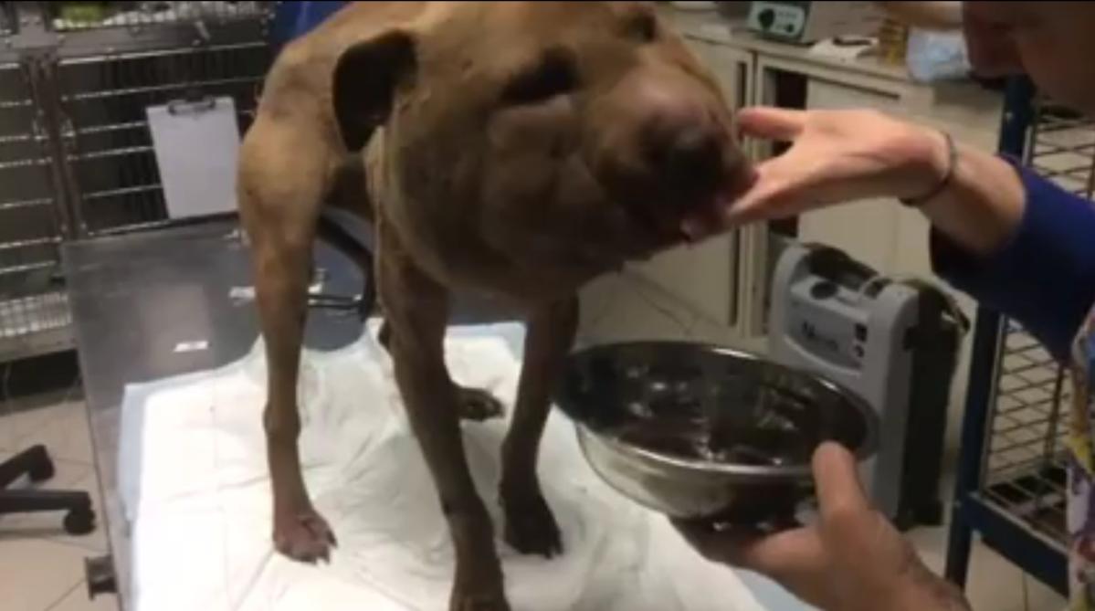 Oristano, il cane Palla migliora ma in Rete spuntano gli sciacalli