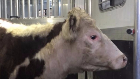 Ny, la mucca Freddie in fuga per la salvezza: dal macello finisce al rifugio