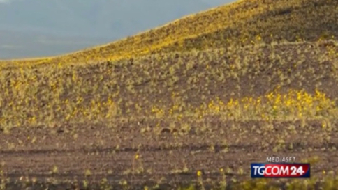 Usa, la "Valle della Morte" è fiorita