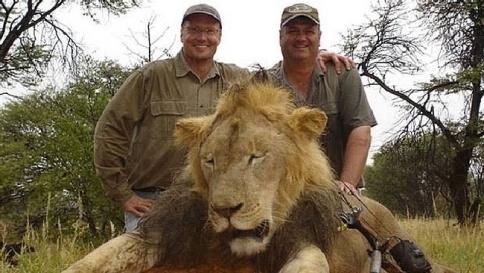 Scoperto il killer del leone Cecil: è un dentista americano, ora è ricercato