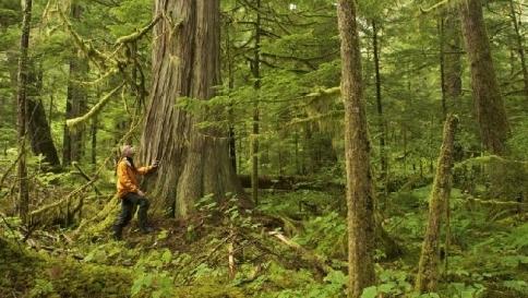 Clima, le foreste tropicali assorbono più anidride carbonica del "previsto"