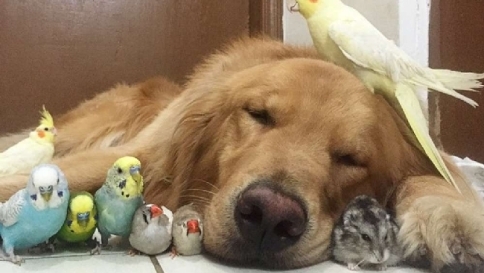 Dal Brasile ecco Bob, il cane social che vive con otto uccellini e un criceto
