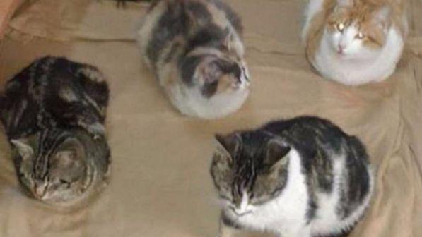 Milano, allarme per i gatti di via Gola: salvati dallo sfratto, ora rischiano di morire di fame