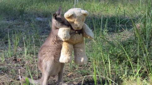 Australia, il canguro in cerca di coccole