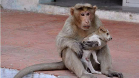 India, macaco adotta un cagnolino