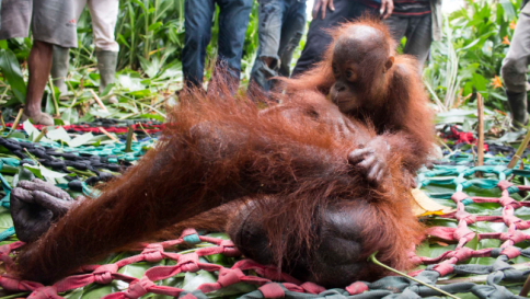 Borneo, affamatissima ma agguerrita: ecco mamma orango che difende il suo cucciolo