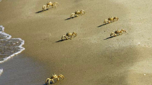 Clima, mari troppo caldi: le specie anfibie "scelgono" la terra