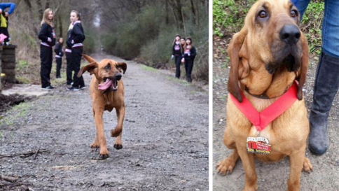 Usa, cane corre per sbaglio mezza maratona e si piazza al settimo posto