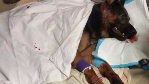 I social fanno il tifo per Jethro, il cane eroe