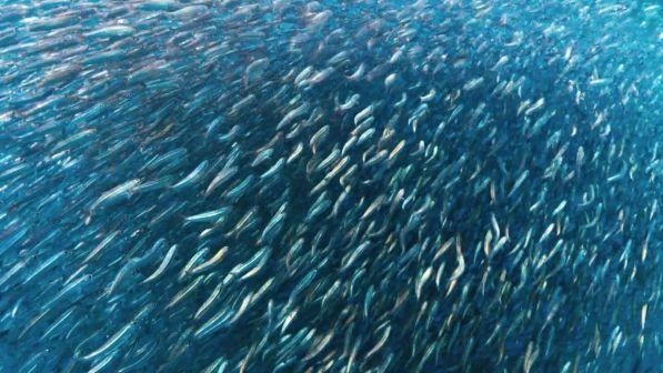 Riscaldamento globale, il Wwf lancia l'allarme: nel Mediterraneo a rischio il 50% delle specie