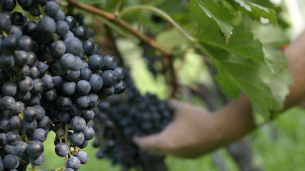 Con il clima cambia anche il vino: in futuro serviranno vitigni diversi