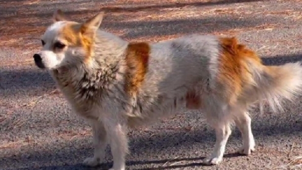 Cile, bimbo "abbandonato" da madre: allattato e curato da un cane