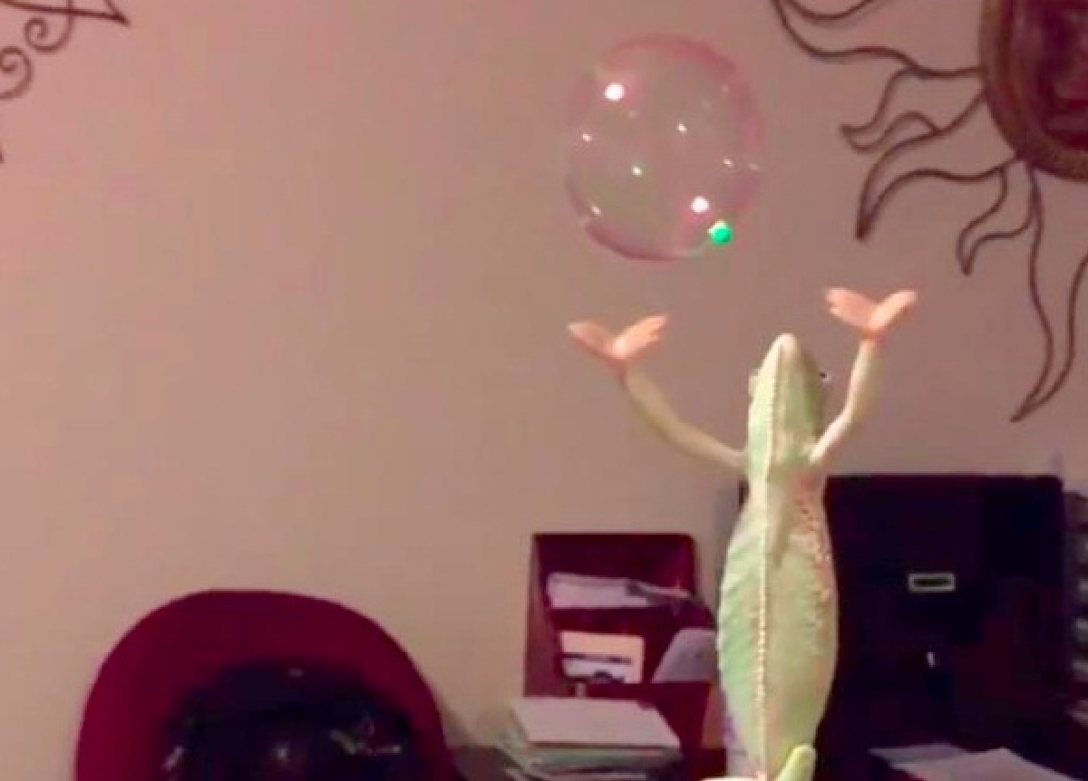 Laura, il camaleonte che si diverte a giocare con le bolle di sapone