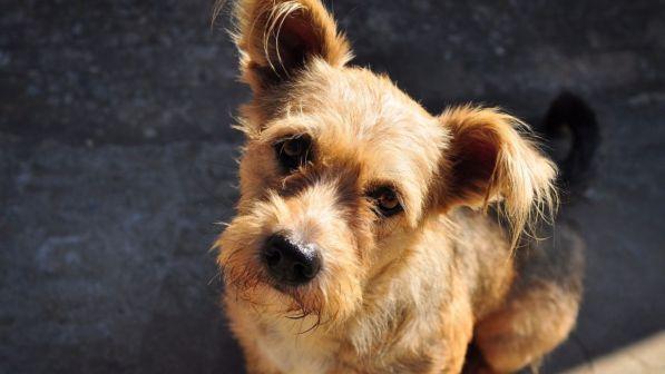 Roma, ottiene permesso retribuito per far operare proprio cane