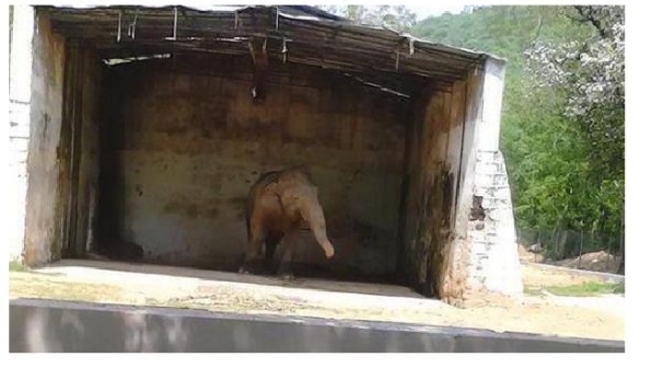 Pakistan, elefante in catene da 28 anni Scatta la petizione per liberarlo