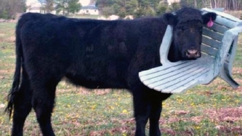 Gb: mucca incastrata in sedia da giardino, arrivano i pompieri e la salvano