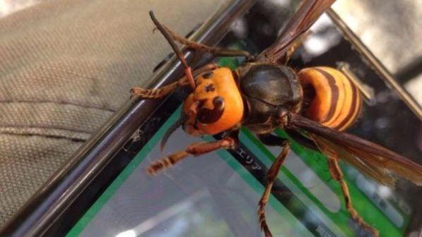 Morto nel Lecchese, probabile shock anafilattico per puntura insetto
