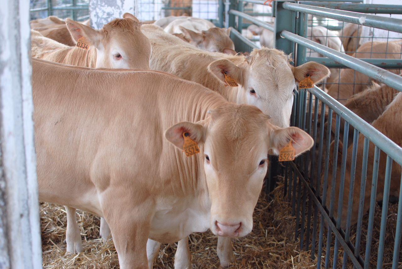 Rovato: un fine settimana con “Lombardia Carne”