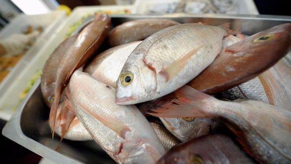 Slow Fish 2017: a Genova il pesce è in festa