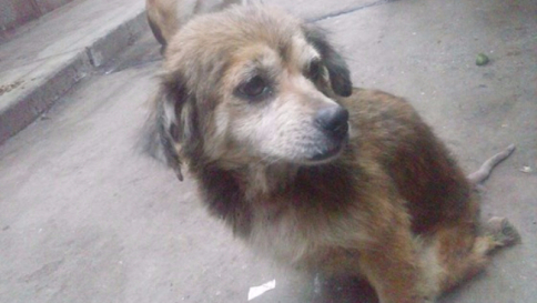 Perù, rubano carrellino a cane disabile: online scatta la solidarietà