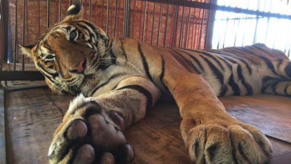 Codice spettacolo, no del governo all'emendamento su animali circo