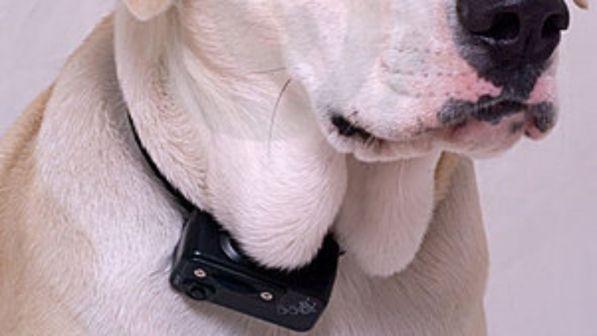 Cassazione: "Il collare antiabbaio è maltrattamento", confermata la multa al padrone dei cani