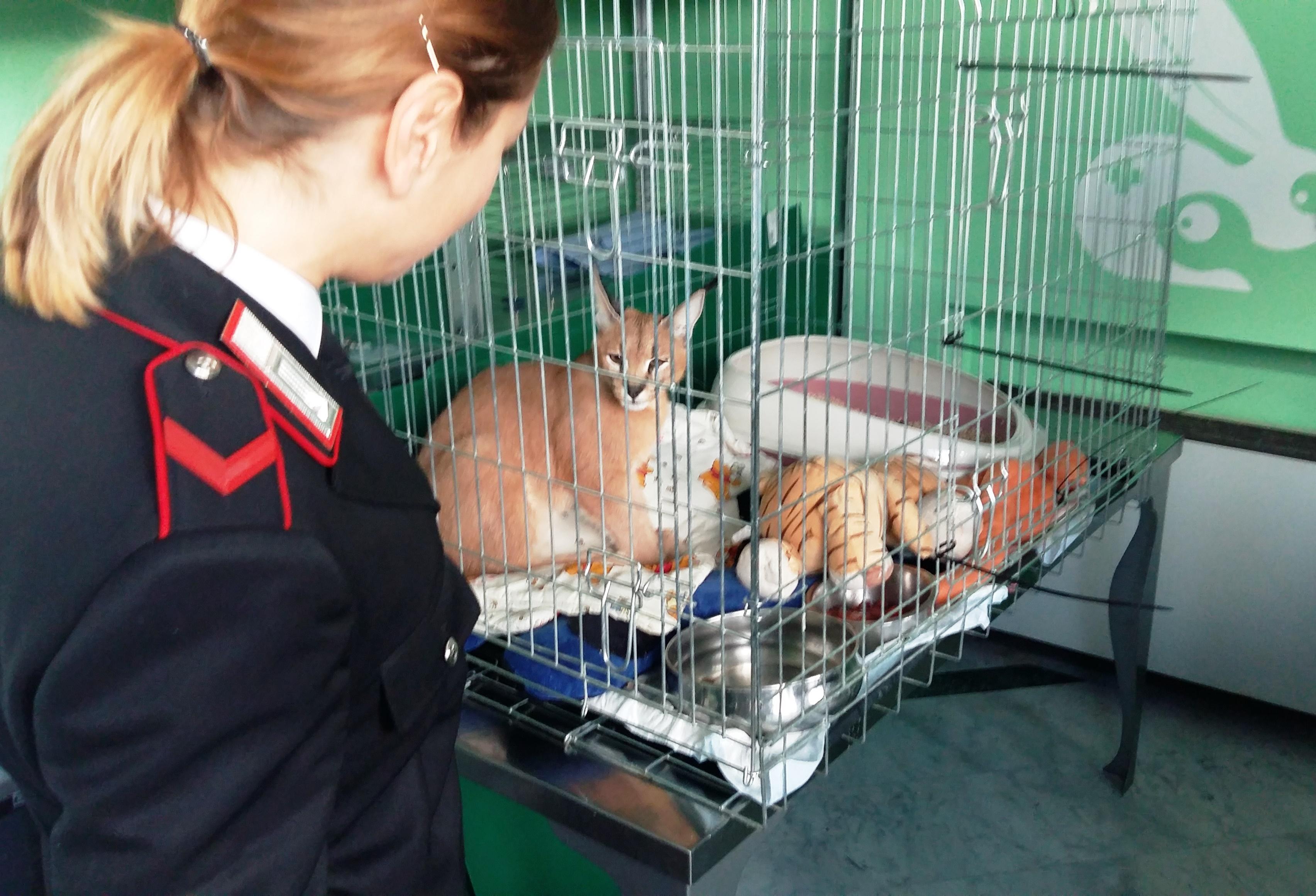  denunciata la proprietaria