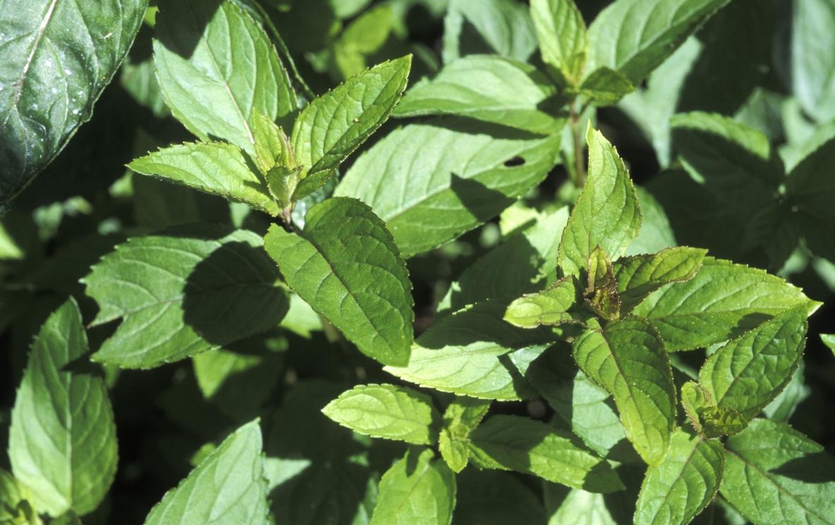 menta,menta piperita,pianta,orto,erbe aromatiche
