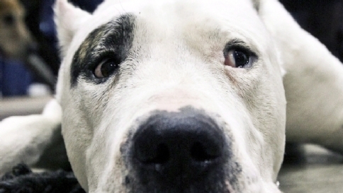 dogo