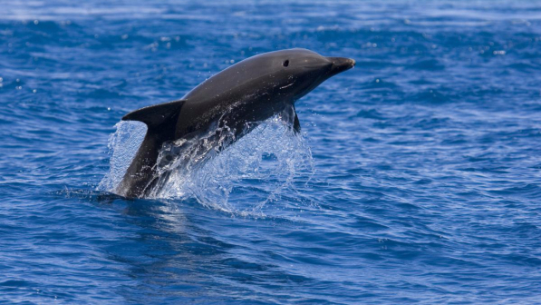 Sestri Levante, un pescatore si getta in acqua per salvare un delfino
