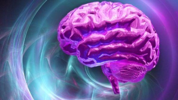 Cervelli ibernati, una startup promette la "vita eterna" in cambio di 10mila dollari