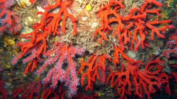 Belize, l'Unesco toglie la barriera corallina dai siti a rischio
