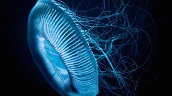 Sos meduse nei mari italiani: sono aumentate di 10 volte in 10 anni