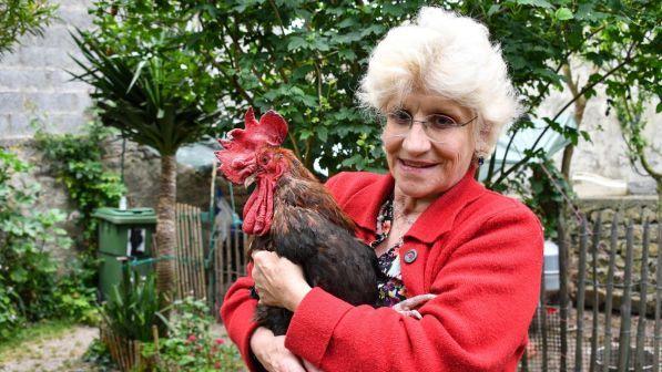 Francia, il gallo Maurice vince in tribunale: può cantare all'alba