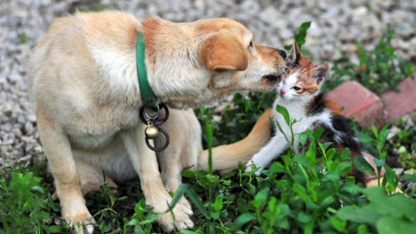 Cani e gatti proteggono il cuore delle donne: alleati contro stress e ictus