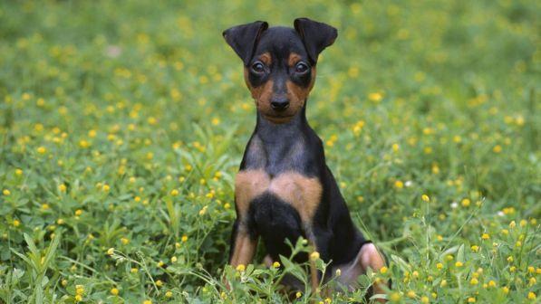 Napoli, cane precipita dal settimo piano per "inseguire una mosca" e si schianta su un'auto