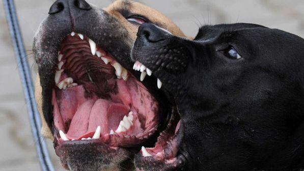 Caserta, pitbull aggrediscono 4 persone: anziana in gravi condizioni