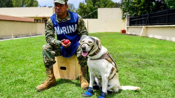 Messico, va in pensione il cane Frida specializzato nel salvare vite umane